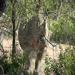 2007