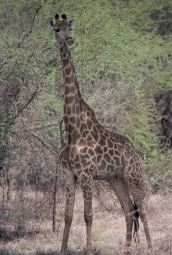 1052