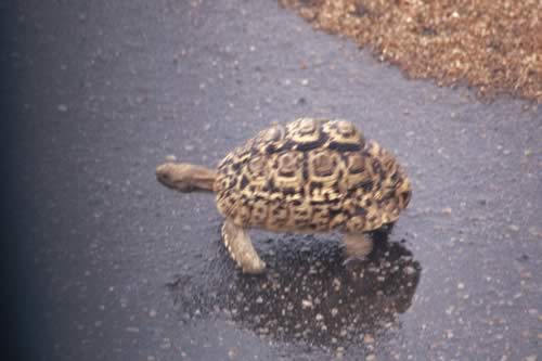 1183