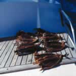 Jareas al Sol, 7 Kb.