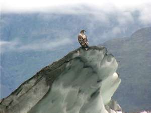 Aguila, 7 Kb.